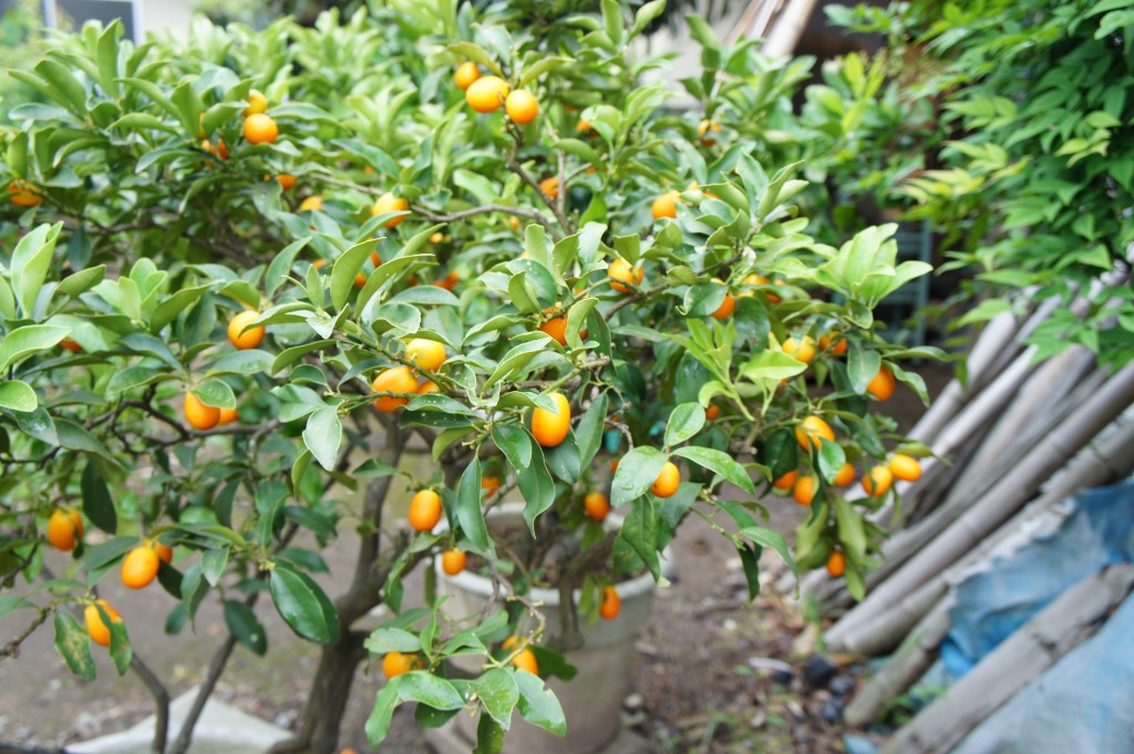 SONY DSC
