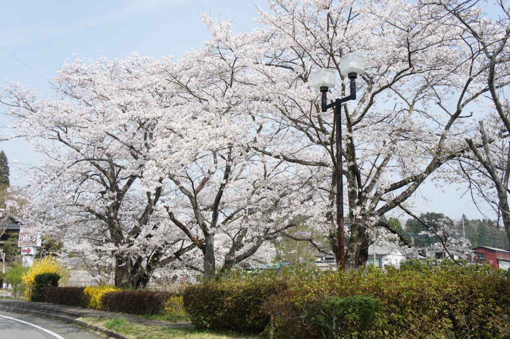 SONY DSC