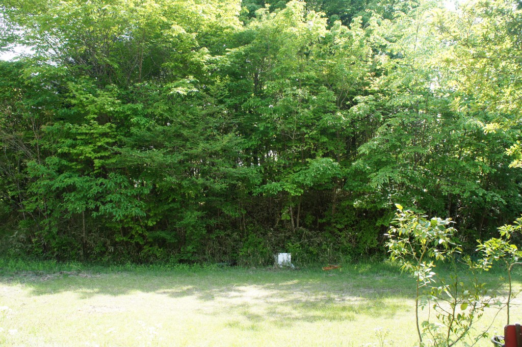 SONY DSC